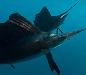 Key West Offshore Fishing