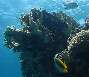 Key West coral reef system