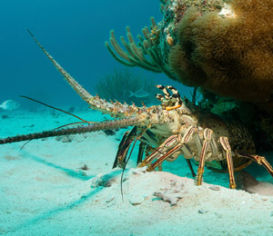 Lobstering in Key West