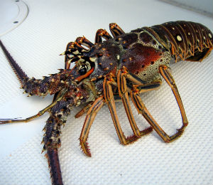 Key West Mini Lobster Season