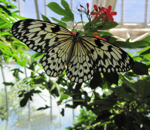 Key West Butterfly and Nature Conservatory