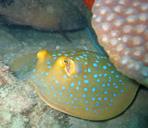 Sting Rays of Key West