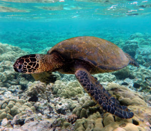 Learning About Key West Sea Turtles