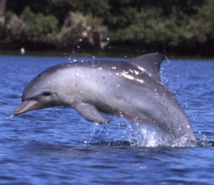 Atlantic Bottlenose Dolphin in Key West