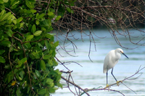 Key West Eco Tours