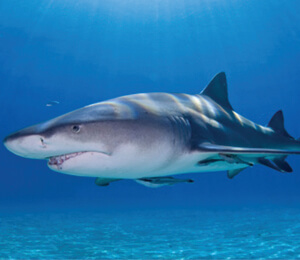 Key West Shark Adventures
